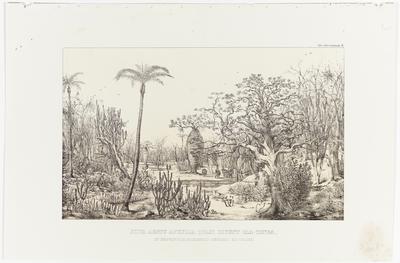 (A floresta quente e sem folhas que chamam de "caa-tinga", no deserto ao sul da Província da Bahia)