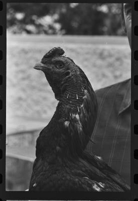 Galos usados para briga de galos