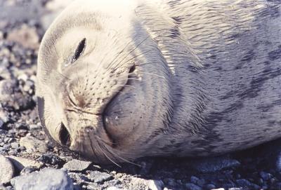Aventuras de Igor na Antártida