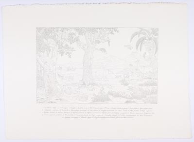 [Formas de animais da América Tropical]