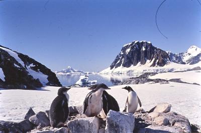 Aventuras de Igor na Antártida