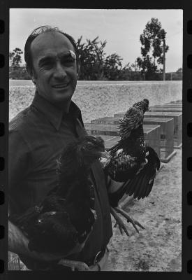 Galos usados para briga de galos