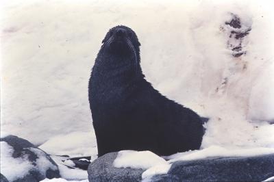 Aventuras de Igor na Antártida