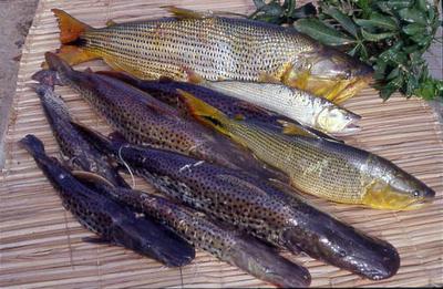 Série Rio São Francisco