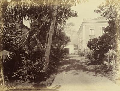 Casarão rodeado por árvores e arbustos