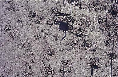 Série Caranguejeiras