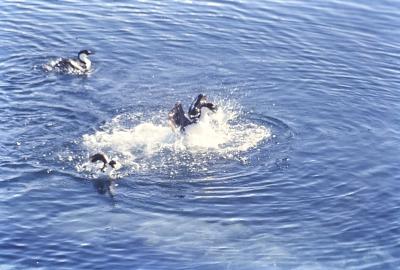 Aventuras de Igor na Antártida