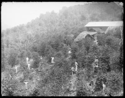 Homens, mulheres e crianças, possivelmente escravizados, e o administrador (ou feitor) trabalham em terreiro de secagem de café