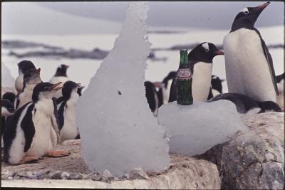 Garrafa de Guaraná Antarctica em meio aos pinguins