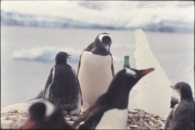 Garrafa de Guaraná Antarctica em meio aos pinguins