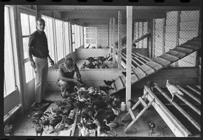 Galos usados para briga de galos