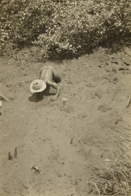 Catador de caranguejos