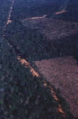 Vista aérea de estrada em meio à floresta