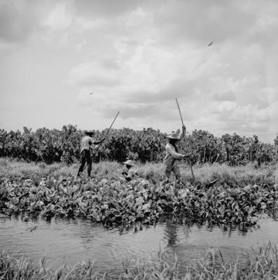 Caça de jacarés na Ilha Mexiana