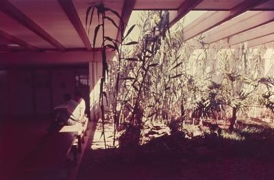 Instituto Central de Artes (ICA)