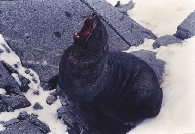 Aventuras de Igor na Antártida