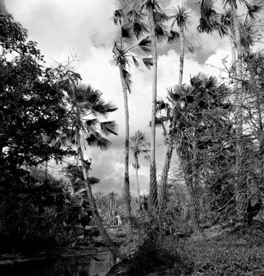 Extração e produção da Carnaúba