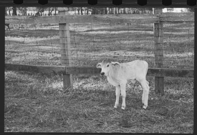 Em busca de fazendas para locacações do filme Os Herdeiros, de Cacá Diegues