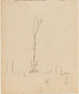 Fleurothallis tegudens n. sp.