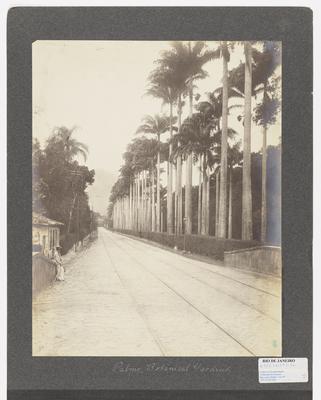 Rua Jardim Botânico - Palmeiras Imperiais