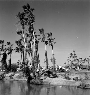 Extração e produção da Carnaúba