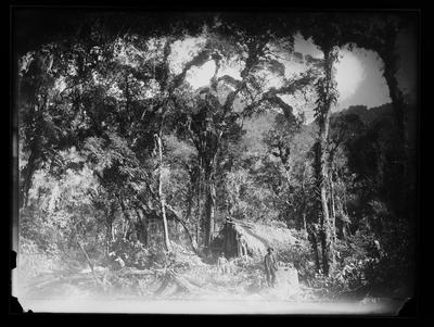 Serra dos Órgãos - vegetação