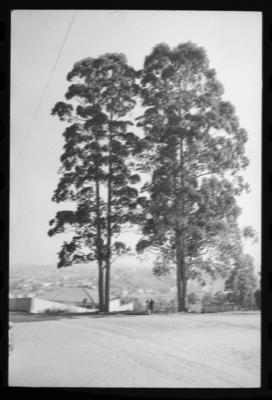 Campanha publicitária da Aracruz Celulose