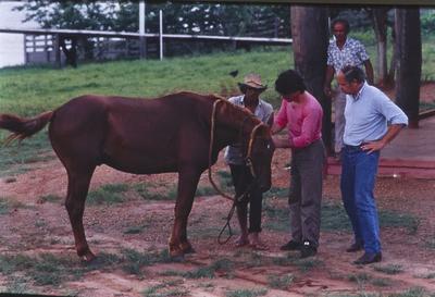 Pessoas em volta de cavalo, de camisa azul e calça jeans, Kim Esteve