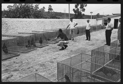 Galos usados para briga de galos