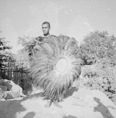 Bumba meu boi, festa popular