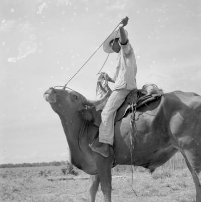 Vaqueiro - Ilha Mexiana